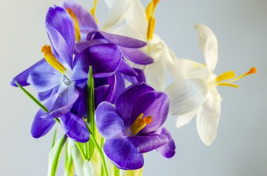  İlk bahar çiçekleri - güzel çiçek açan Çiğdem