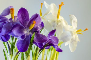  İlk bahar çiçekleri - güzel çiçek açan Çiğdem