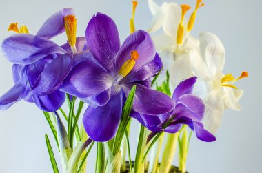  İlk bahar çiçekleri - güzel çiçek açan Çiğdem