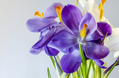  İlk bahar çiçekleri - güzel çiçek açan Çiğdem