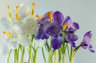  İlk bahar çiçekleri - güzel çiçek açan Çiğdem