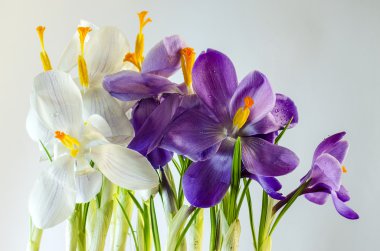  İlk bahar çiçekleri - güzel çiçek açan Çiğdem