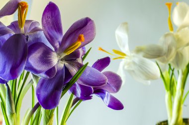  İlk bahar çiçekleri - güzel çiçek açan Çiğdem