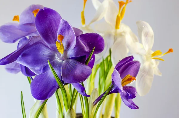 First spring flowers - beautiful blooming Crocus — Stock Photo, Image
