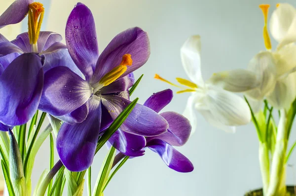  İlk bahar çiçekleri - güzel çiçek açan Çiğdem