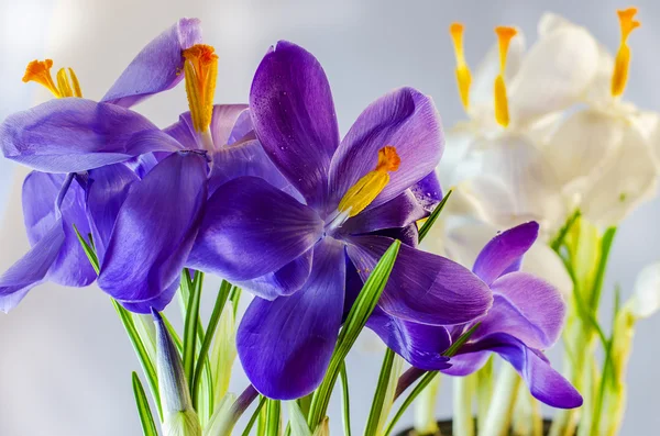  İlk bahar çiçekleri - güzel çiçek açan Çiğdem