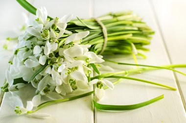 kardelen, ilk bahar çiçekleri