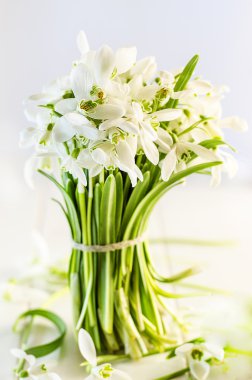 kardelen, ilk bahar çiçekleri