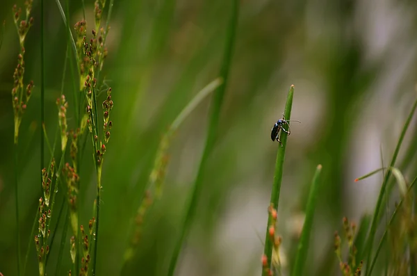 Eetle in het gras — Stockfoto