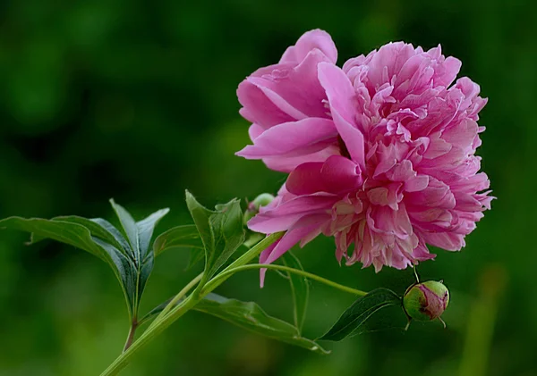 Georgeous peonía en plena floración —  Fotos de Stock