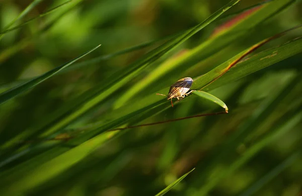 Eetle in het gras — Stockfoto