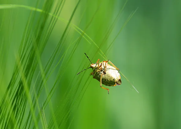 Het insect op de tarwe piek — Stockfoto