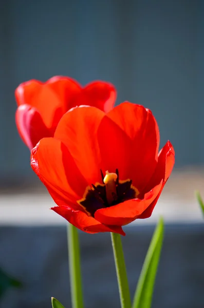 Tulipas vermelhas close-up — Fotografia de Stock