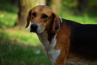 Güzel bir dachshund köpek yavrusu üzgün gözlü köpek portresi