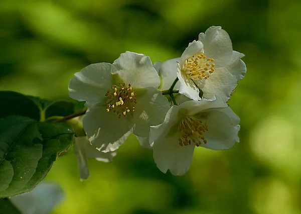 Nahaufnahme Von Jasminblüten Einem Garten — Stockfoto