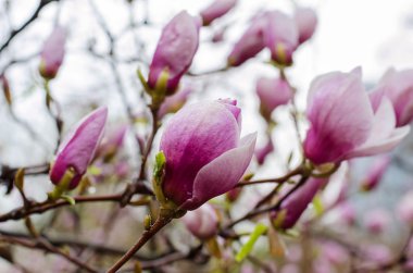 Manolya çiçekleri mor