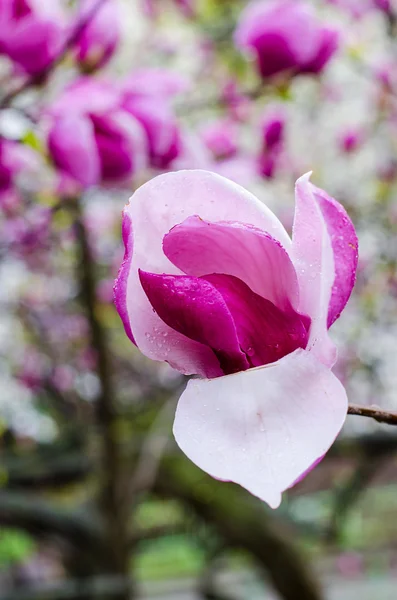 Magnolia flowers purple — Stock Photo, Image