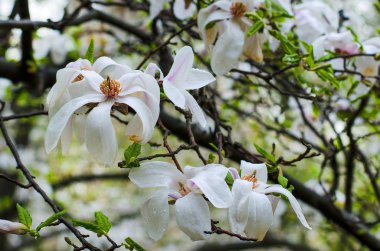 bahçede beyaz Manolya
