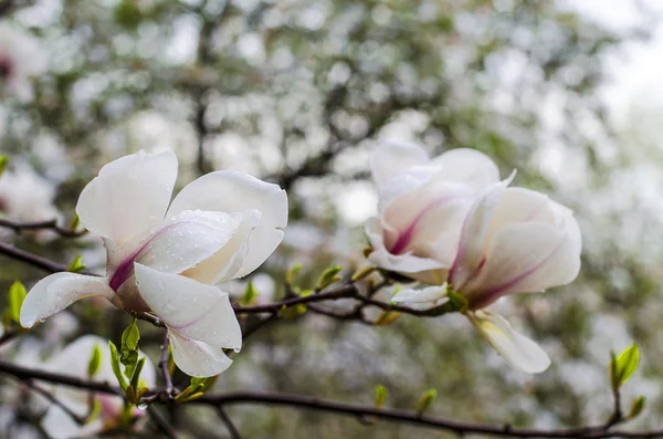 Magnolia blanc dans le jardin — Photo