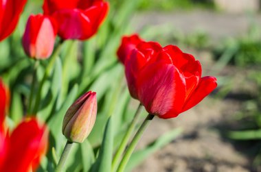 kırmızı lale portre