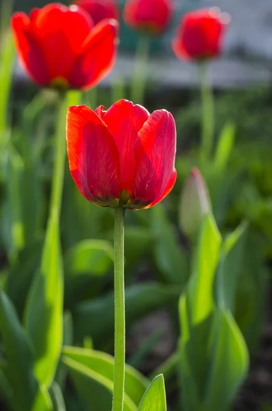 Tulipas vermelhas close-up — Fotografia de Stock