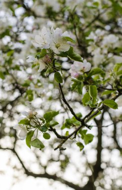 Çiçek açan elma ağacı