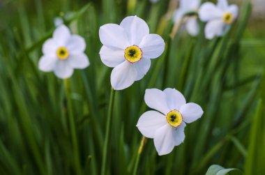 çiçek açan çiçekler nergis