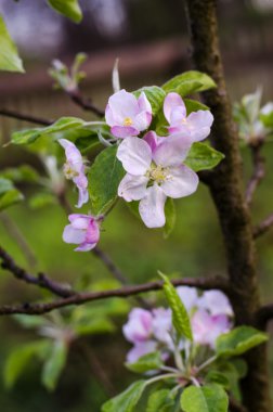 Çiçek açan elma ağacı