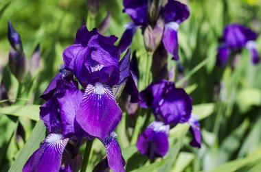 mor çiçekler süsen