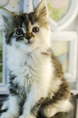 küçük ve kabarık kedi yavrusu