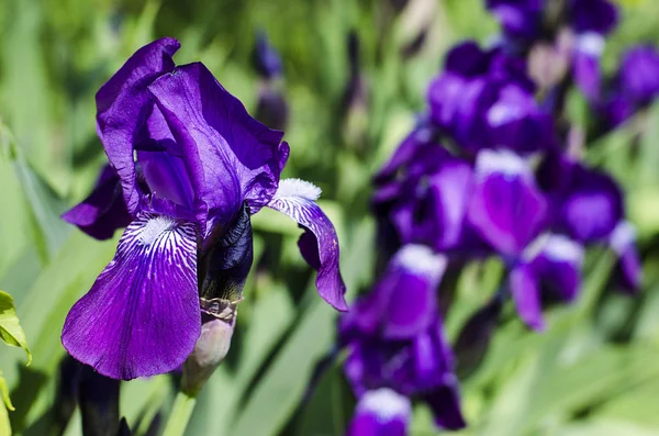 보라색 꽃 창포 — 스톡 사진