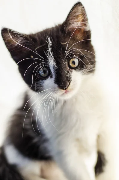 Gatito pequeño y esponjoso —  Fotos de Stock