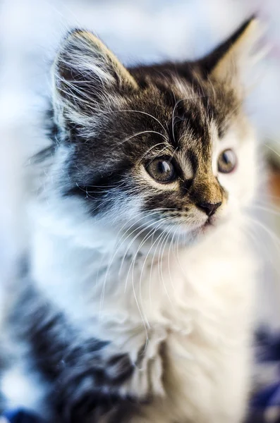 Small and fluffy kitten — Stock Photo, Image