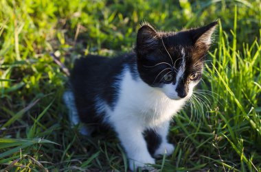 Küçük kedicik çimlerde