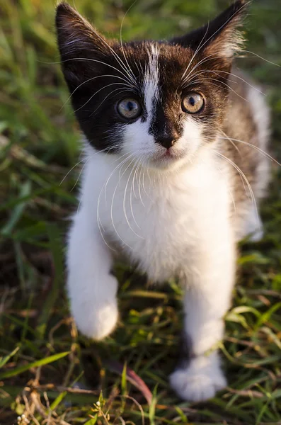 草の中に子猫がいて — ストック写真