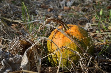 sahada olgunlaşmış kabak