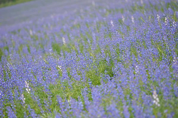 Veld met bloei blauwe bloemen — Stockfoto