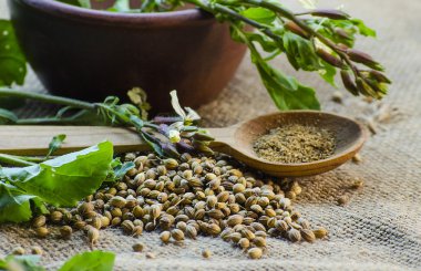 yaprakları ve kişniş tohumu