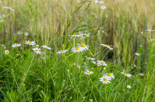 Blooming daisies bir çayırda — Stok fotoğraf