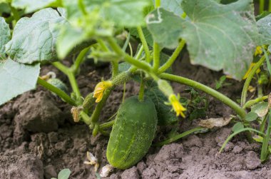 Salatalık bahçesinde olgunlaşma