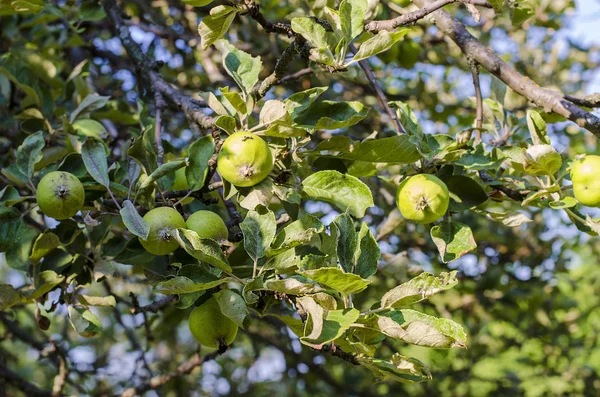 Manzanas en un árbol — Foto de Stock