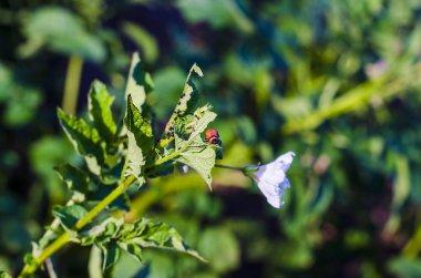 Bir patates Colorado böceği yiyor bırakır