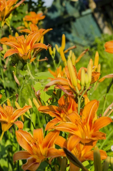 Lys dans le jardin — Photo