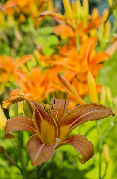 Lys dans le jardin — Photo