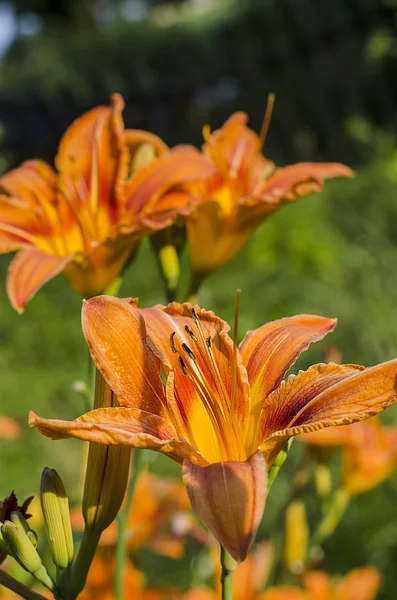 Lys dans le jardin — Photo