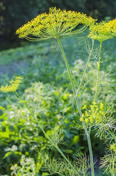 Umbrellas of dill in the garden Royalty Free Stock Images