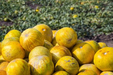 Olgun sarı kavun
