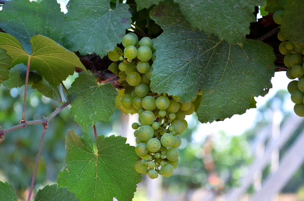 Grona ripening white grape — Stock Photo, Image