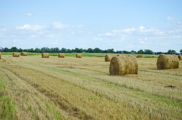 Bales of hay in the field Royalty Free Stock Photos