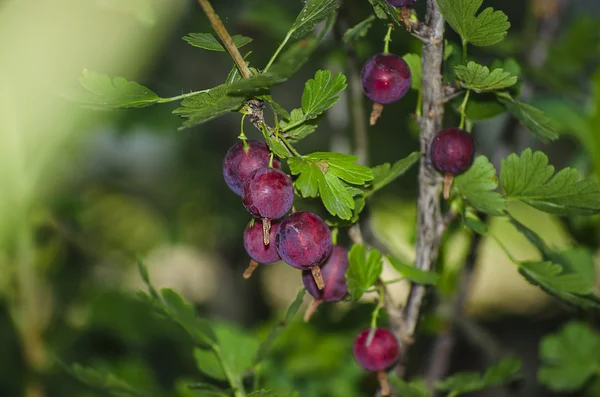 Bektaşi üzümü Bush dal